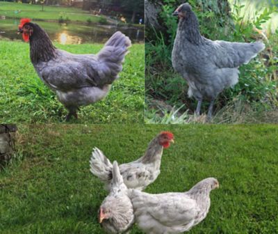 Hoover's Hatchery Live Assorted Sapphire Chickens, 10 ct. Baby Chicks