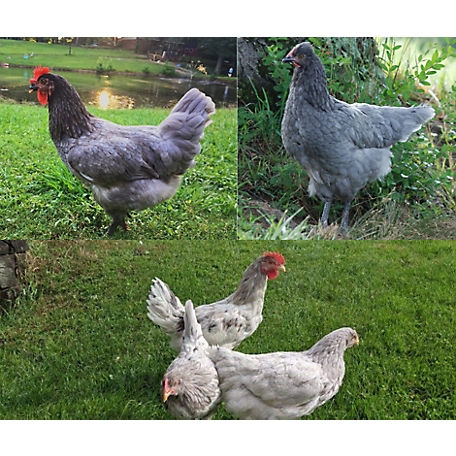 Hoover's Hatchery Live Assorted Sapphire Chickens, 10 ct. Baby Chicks