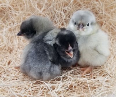 Image showing  Live Assorted Sapphire Chicks, 10 ct.