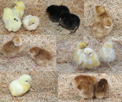 Image showing  Live Assorted White/Assorted Brown Chicks, 5 ct. White/5 ct. Brown Chicks