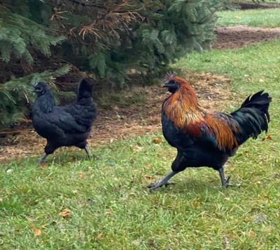 Hoover's Hatchery Live Mystic Onyx Chickens, 10 ct. Baby Chicks