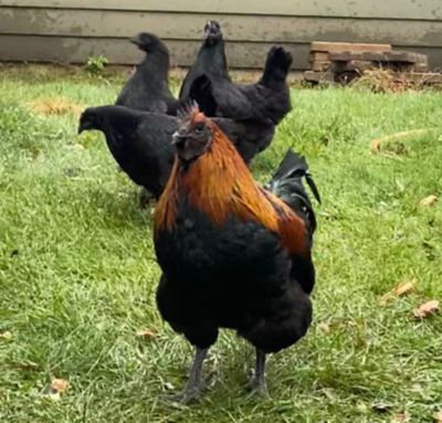 Image showing  Live Mystic Onyx Chickens, 10 ct. Baby Chicks