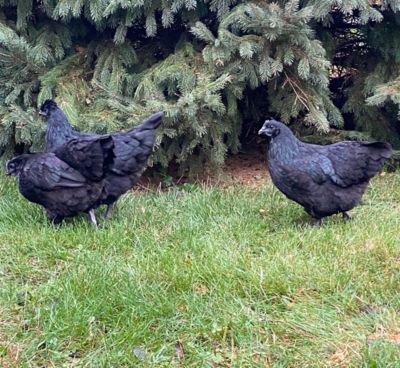 Image showing  Live Mystic Onyx Chickens, 10 ct. Baby Chicks