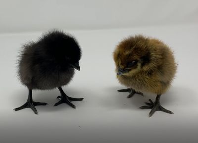 Image showing  Live Mystic Onyx Chickens, 10 ct. Baby Chicks
