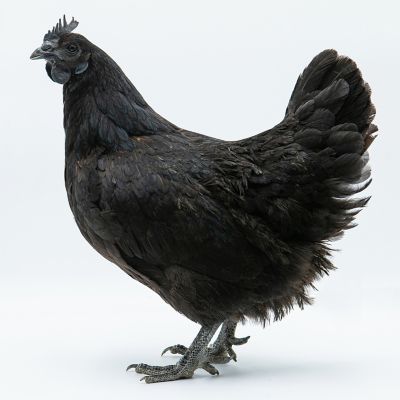 Hoover's Hatchery Live Mystic Onyx Baby Chicks, 10 ct.
