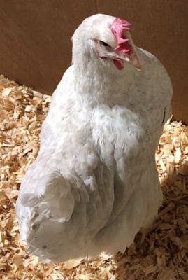 Hoover's Hatchery Live California Tan Chickens, 10 ct.