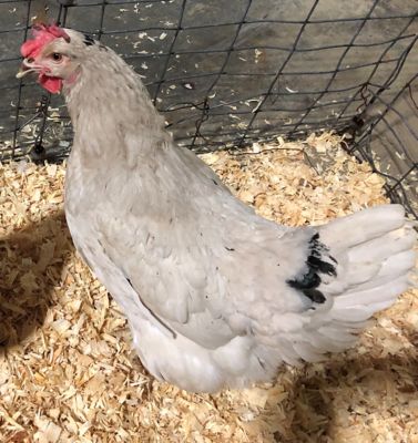 Image showing  Live Smokey Pearl Baby Chicks, 10 ct.