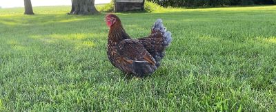 Hoover's Hatchery Live Blue Laced Gold Wyandotte Baby Chicks, 10 ct.