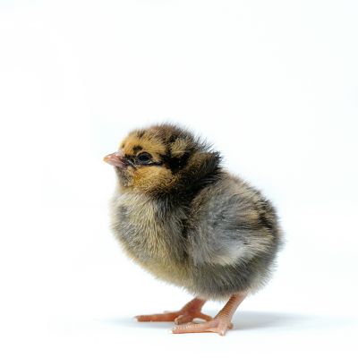 Image showing  Live Blue Laced Gold Wyandotte Baby Chicks, 10 ct.