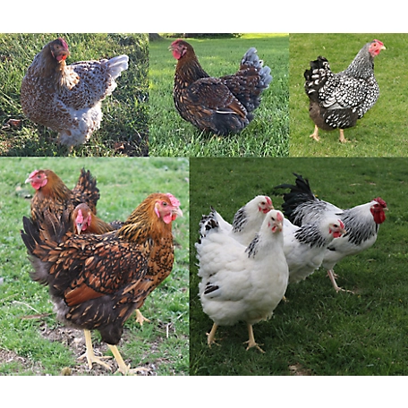 Hoover's Hatchery Live Assorted Wyandotte Chickens, 10 ct. Baby Chicks