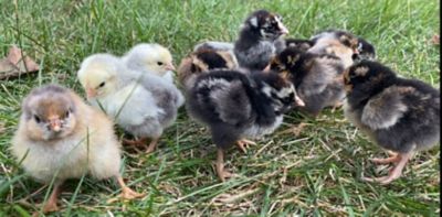 Image showing  Live Assorted Wyandotte Chicks, 10 ct.