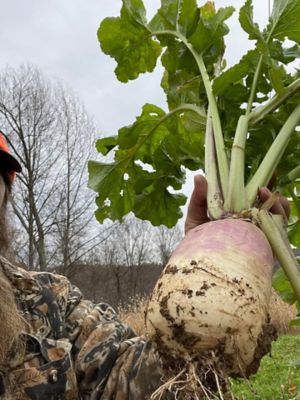 Image showing  Great 8 Deer Food Plot Blend, 8 lb.