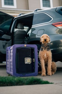 Image showing  35.2 in. G3 Framed Door Kennel, Large, Purple