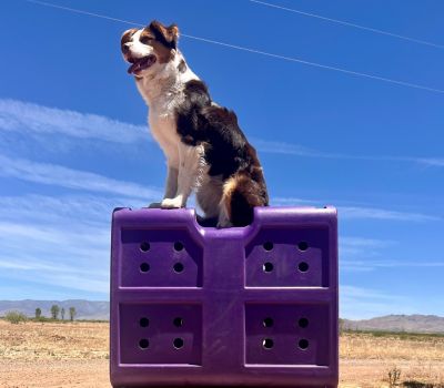 Image showing  31 in. G3 Framed Door Kennel, Medium, Purple