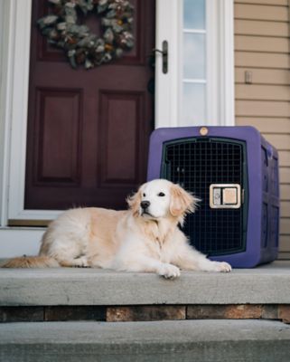 Image showing  31 in. G3 Framed Door Kennel, Medium, Purple