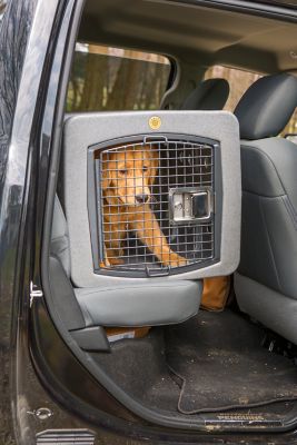 Image showing  T1 Dog Kennel, Coyote