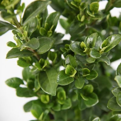 Image showing  2.25 gal. Daisy Gardenia Plant