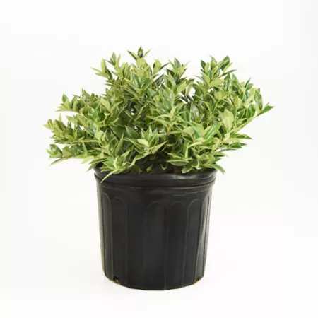 National Plant Network 2.25 gal 2.25 gallons Carissa Holly Plant Bushes