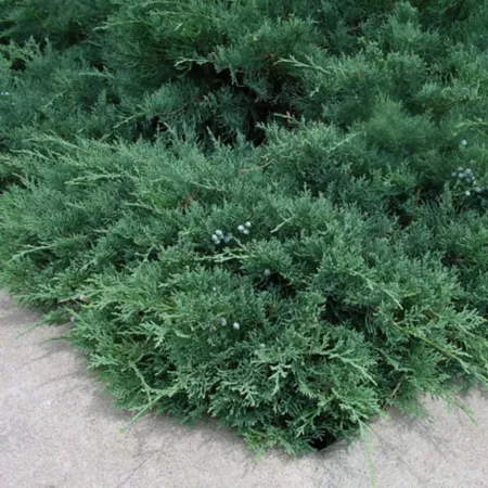 National Plant Network 2.25 gal Sargent green juniper plant in pot Bushes