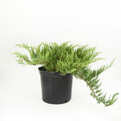 Image showing  2.25 gal. Potted Green Sargent Juniper Plant