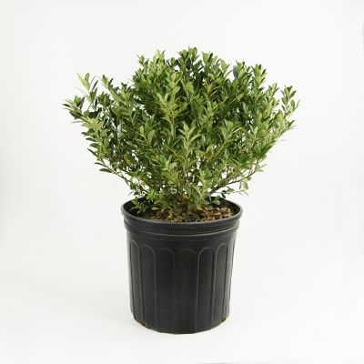 National Plant Network 2.5 qt. Hoogendorn Holly Plant