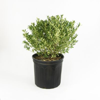 National Plant Network 2.25 gal. Potted Hoogendorn Holly Plant