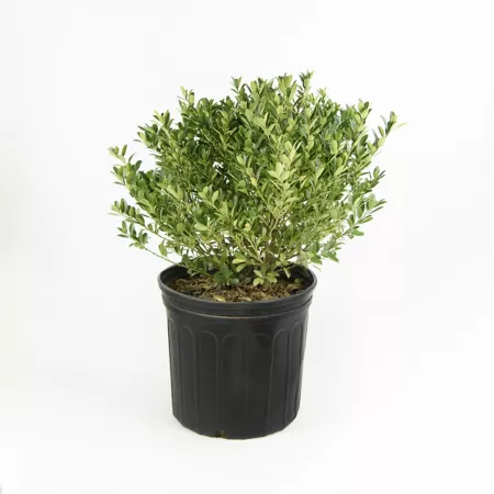 National Plant Network 2.25 gal Hoogendorn holly plant in pot Bushes