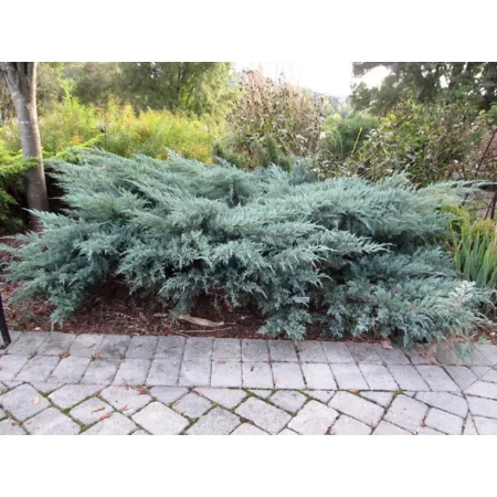 National network of plants 2.5 qt Gray Owl Juniper Plant in Pot Bushes