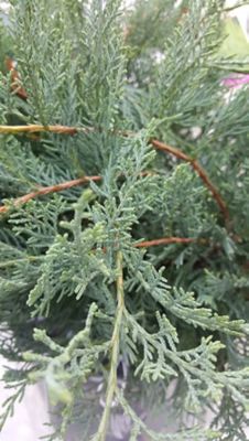 Image showing  2.5 qt. Potted Gray Owl Juniper Plant