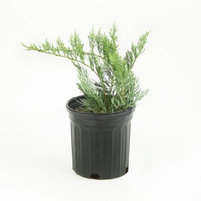 Image showing  2.5 qt. Potted Gray Owl Juniper Plant