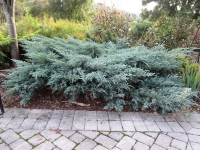 National Plant Network 2.25 gal. 2.25 gal. Gray Owl Juniper Plant