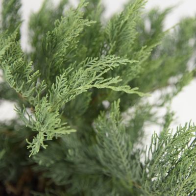 Image showing  2.25 gal. Potted Gray Owl Juniper Plant