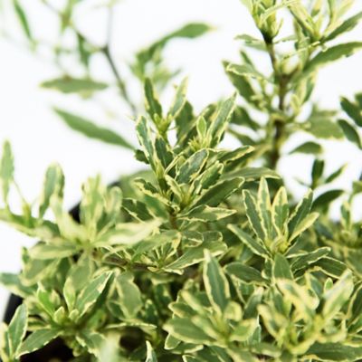 Image showing  2.5 qt. Potted White Variegated Radicans Gardenia Plant