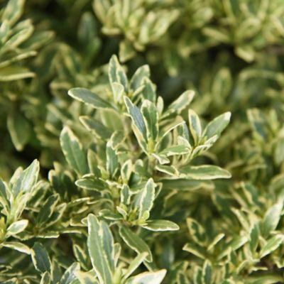 Image showing  2.25 gal. Potted White Bloom Variegated Radicans Gardenia Plant