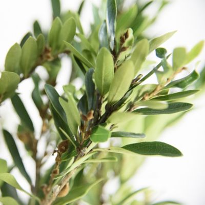 Image showing  2.25 gal. White Bloom Distylium Plant