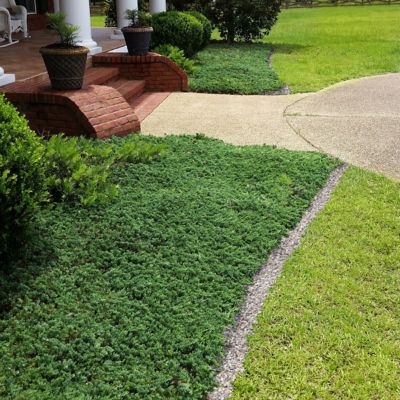 Image showing  2.25 gal. Potted Blue Rug Juniper Shrub