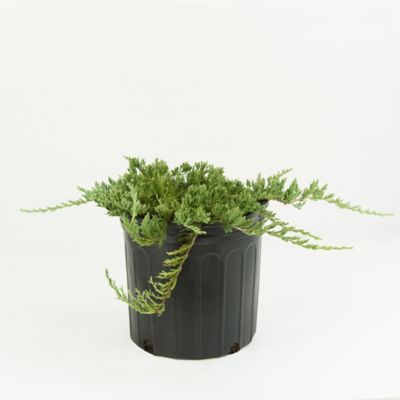 Image showing  2.25 gal. Potted Blue Rug Juniper Shrub