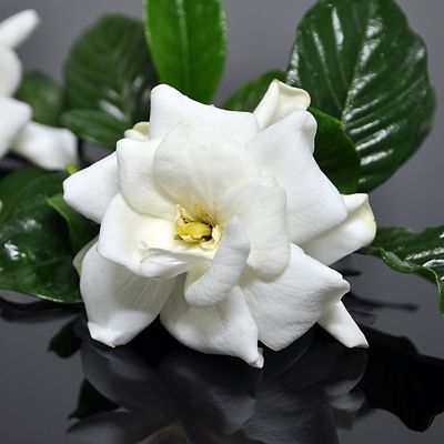 National Plant Network 2.25 gal. Frost Proof Gardenia Plant