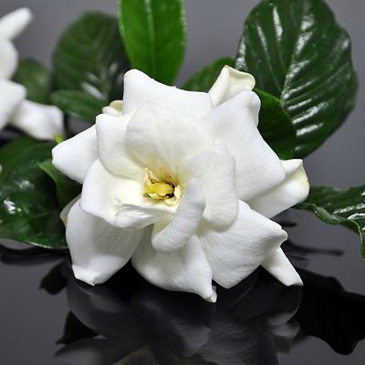 National Plant Network 2.25 gal. Potted Frost Proof Gardenia Plant