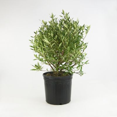 Image showing  2.25 gal. Potted Frost Proof Gardenia Plant