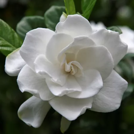 National Plant Network 2.25 gal Gardenia radicans plant in pot Perennials