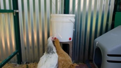 100 Poultry Chicken Nipple Waterer Automatic Water Fowl Drinker Bird Screw Push 