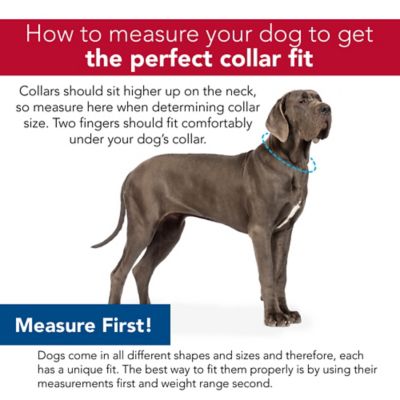 Image showing  Adjustable Cushioned Dog Collar, Navy Southwest