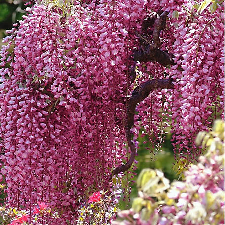 National Plant Network 2.5 qt. Pink Wisteria Plant with Pink Blooms