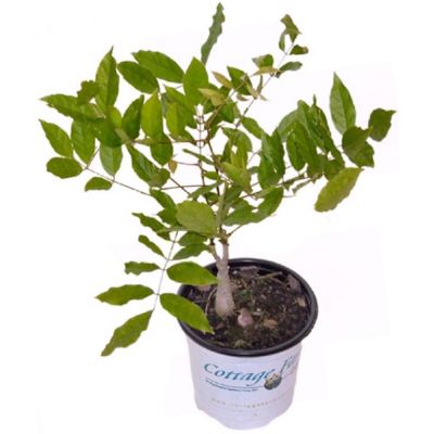 Image showing  2.5 qt. Potted Pink Wisteria Plant with Pink Blooms