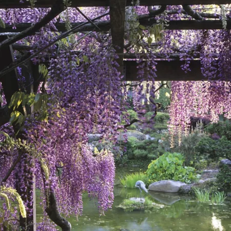 National network of plants 2.5 qt Black dragon wisteria plant with dark purple flowers Vines & Climbing Plants