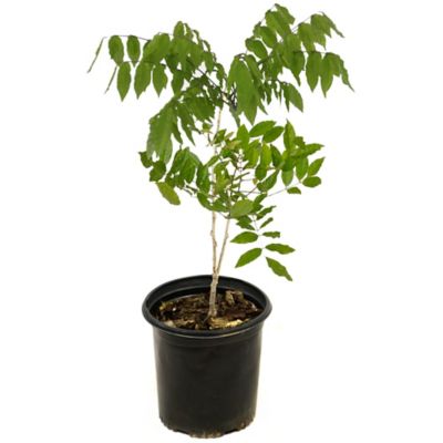 Image showing  2.5 qt. Black Dragon Wisteria Plant with Dark Purple Blooms