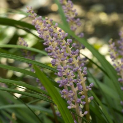 Image showing  4 in. Potted Big Blue Liriope Plant with Purple Blooms, 6 pc.