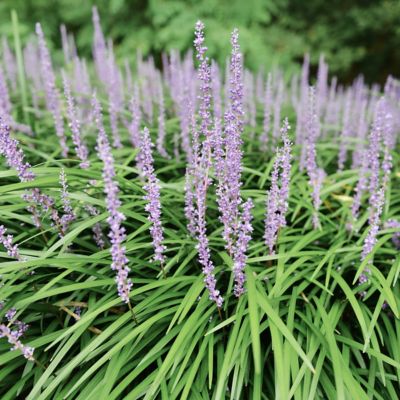 Image showing  4 in. Potted Big Blue Liriope Plant with Purple Blooms, 15 pc.
