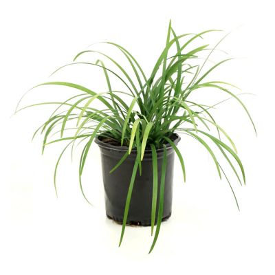 Image showing  2.5 qt. Potted Variegated Liriope Plant